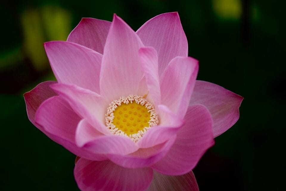 Gros plan d'un lotus rose éclatant