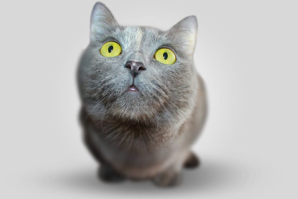 Chat gris aux grands yeux jaunes curieux.