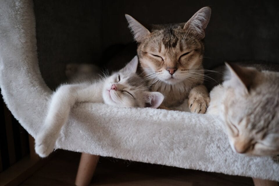 Trois chats dorment paisiblement ensemble