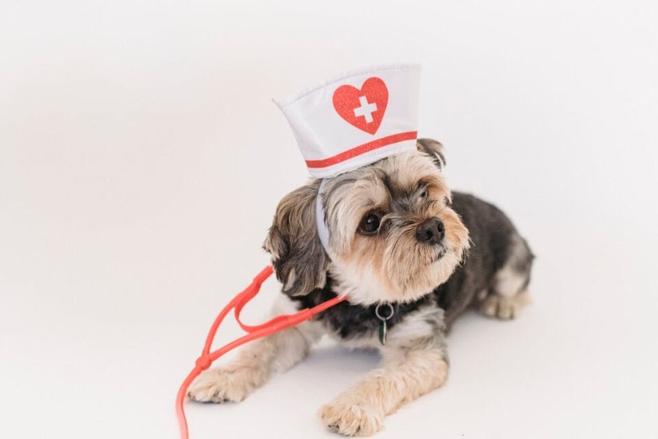Chien en costume d'infirmière avec un stéthoscope