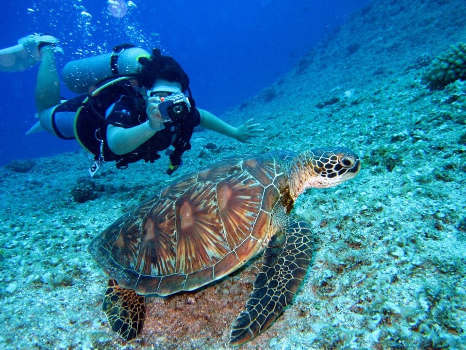 Plongeur photographiant une tortue marine sous l'eau