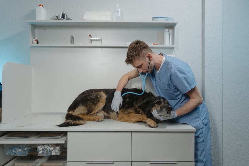 Vétérinaire auscultant un chien âgé en clinique