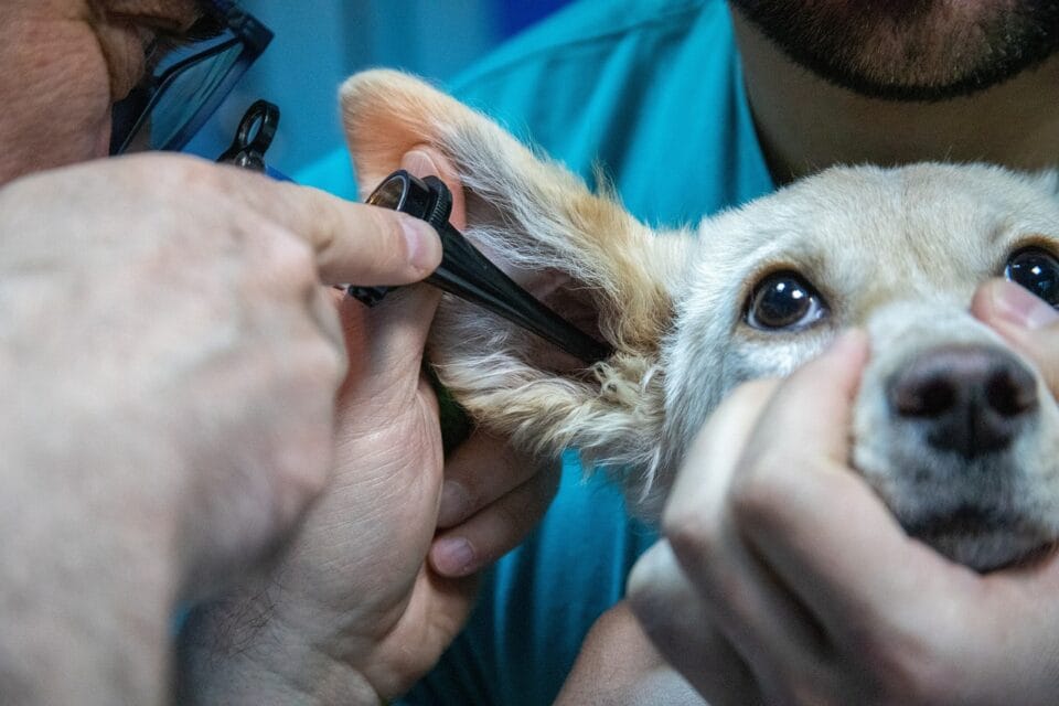 Vétérinaire nettoyant les oreilles d'un chien