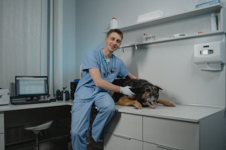 Vet examining dog on clinic table.